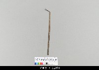 藏品(中國湖北皮影戲相關物件-操縱桿)的圖片